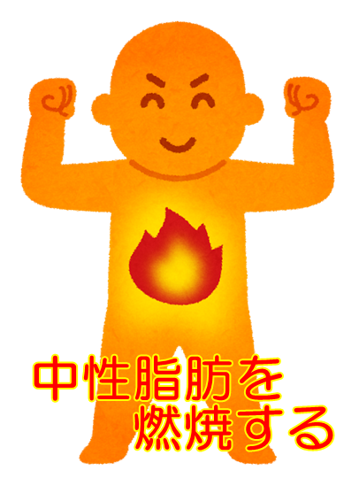 中性脂肪を燃焼