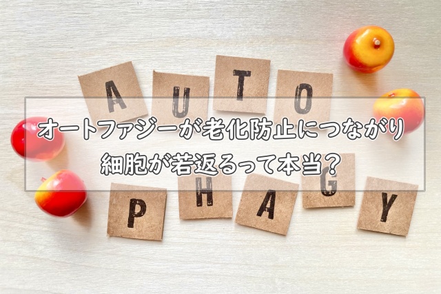 オートファジーが老化防止につながり、細胞が若返るって本当？